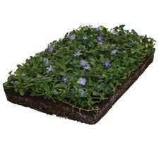 Groundcover Ready-to-use plant mats