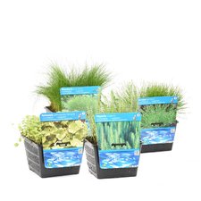 Waterplanten Zuurstof